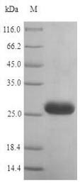 Histamine H1 receptor (HRH1), partial, human, recombinant