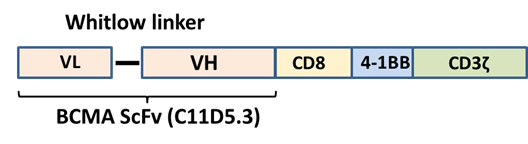 Anti-BCMA CAR-T Cells