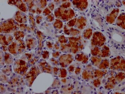 Anti-LTF Recombinant Monoclonal, clone 6B6