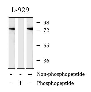Anti-phospho-RIPK1 / RIP1 (Ser161)