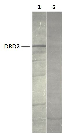 Anti-Dopamine receptor D2 / DRD2