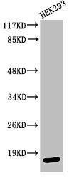 Anti-Cleaved-CASP3 (D175)