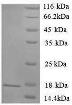 Sortilin (Sort1), partial, rat, recombinant