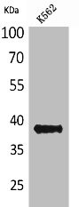 Anti-CD1C