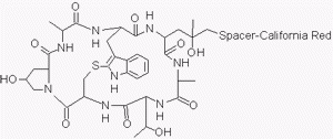 Phalloidin-California Red Conjugate