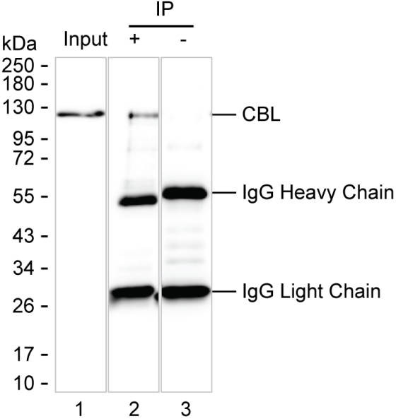 Anti-CBL Magnetic Beads