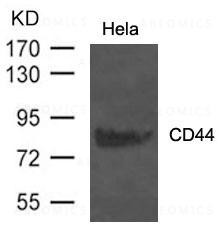 Anti-CD44