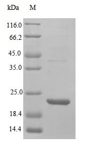 Vascular endothelial growth factor A protein (VEGFA) (Active), human, recombinant