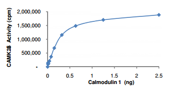 Calmodulin, His-tag