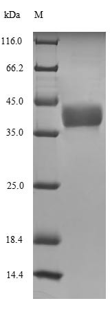 Histone H1.0-A (h1f0-a), Xenopus laevis, recombinant