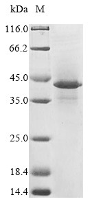 HLA class I histocompatibility antigen, alpha chain G (HLA-G), human, recombinant