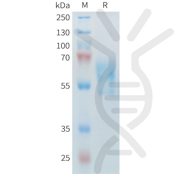 Mouse PD-1 Protein, hFc Tag