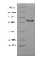 Dual specificity protein phosphatase 13 isoform MDSP (DUSP13), human, recombinant
