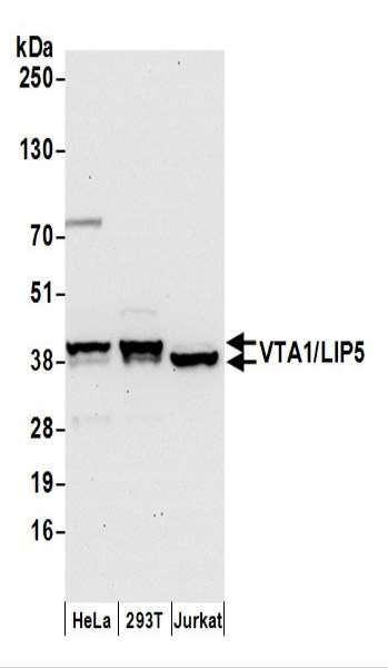 Anti-VTA1/LIP5