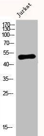 Anti-TNFRSF10A