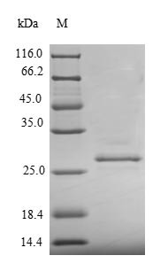 Prolactin (PRL), swine, recombinant