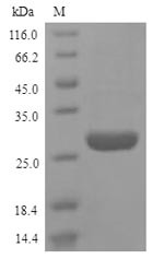 High mobility group protein B1 (HMGB1), partial, human, recombinant