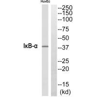 Anti-NFKBIA