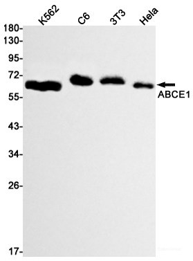 Anti-Recombinant ABCE1, clone R09-8C3