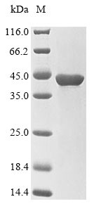 Serine/threonine-protein phosphatase PP1-gamma catalytic subunit (PPP1CC), human, recombinant