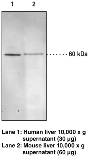 Anti-Soluble Epoxide Hydrolase