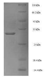 Proliferating cell nuclear antigen (PCNA), human, recombinant