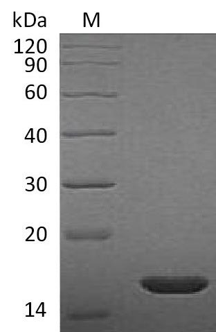 Fibroblast growth factor 2 (Fgf2), partial (Active), rat, recombinant