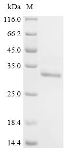 High mobility group protein B1 (HMGB1), swine, recombinant