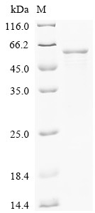 Butyrophilin-like protein 2 (BTNL2), Partial,Biotinylated, human, recombinant