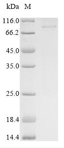 Catenin beta-1 (CTNNB1), human, recombinant