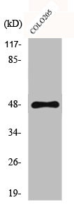 Anti-CYP11B1/CYP11B2