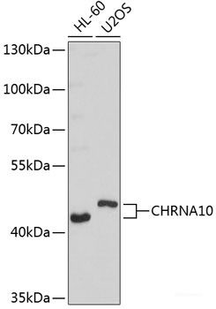 Anti-CHRNA10