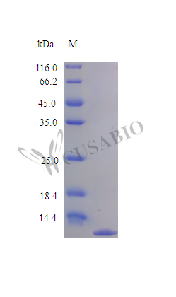 C-C motif chemokine 3 protein (Ccl3) (Active), rat, recombinant