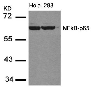 Anti-RELA (Ab-536)