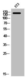 Anti-MRC1