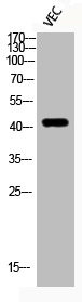 Anti-Phospho-HDAC8 (S39)