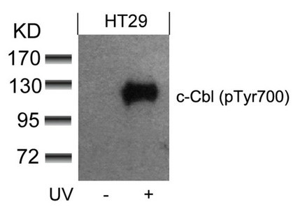 Anti-Phospho-CBL (Tyr700)