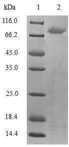 Toll-like receptor 2 (TLR2), partial, human, recombinant