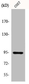 Anti-INSR