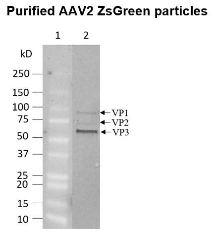 AAV2 ZsGreen