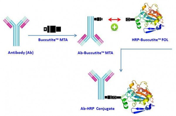 Buccutite(TM) Peroxidase (HRP) Antibody Conjugation Kit *Optimized for Labeling 25 ug Protein*