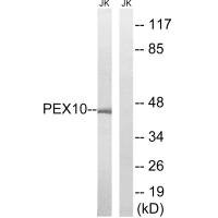 Anti-PEX10