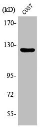 Anti-Phospho-PTK2 (Y861)