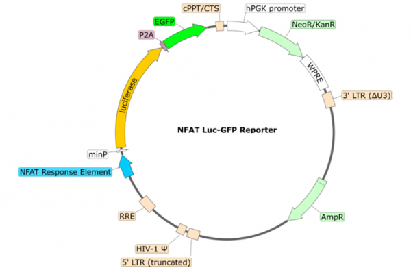 NFAT Luciferase-eGFP Reporter Lentivirus (G418) 78656-G