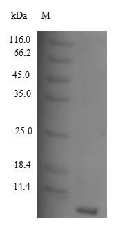 C-C motif chemokine 8 (CCL8), human, recombinant