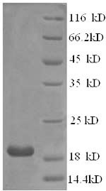 Interferon alpha-21 (IFNA21), human, recombinant