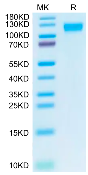 Biotinylated Cynomolgus ACE2/ACEH Protein