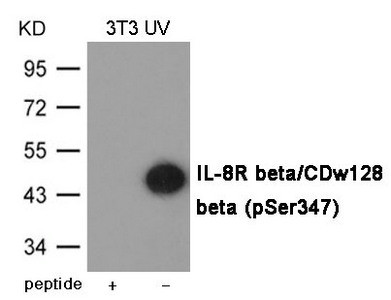 Anti-Phospho-CXCR2 (Ser347)
