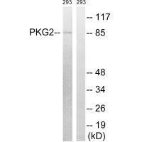 Anti-PRKG2 (Ab-126)