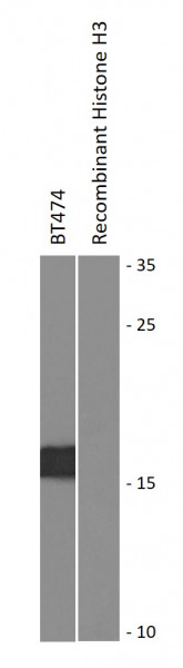 Anti-acetyl-Histone H3 (Lys27)